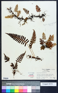 Polypodium polypodioides image