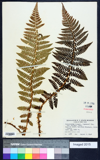 Polystichum braunii image