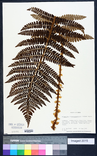 Polystichum retrosopaleaceum image