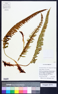 Polystichum imbricans image