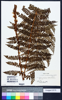 Polystichum retrosopaleaceum image