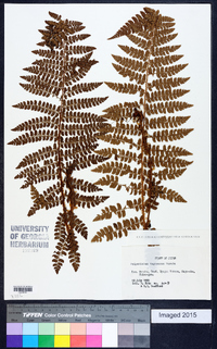 Polystichum tagawanum image