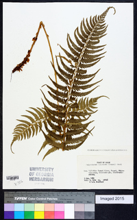 Polystichum tripteron image