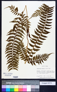 Polystichum tripteron image