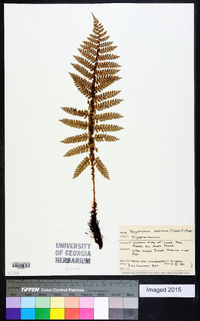 Polystichum vestitum image