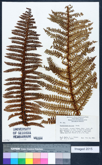 Polystichum vestitum image