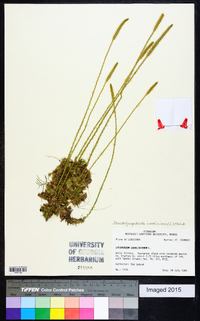Pseudolycopodiella caroliniana image