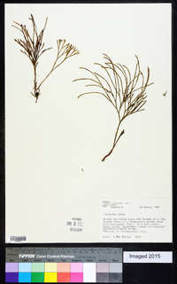 Psilotum nudum image