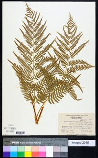 Pteridium aquilinum subsp. pseudocaudatum image