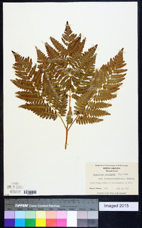 Pteridium aquilinum var. latiusculum image