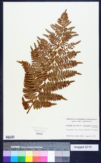 Pteridium aquilinum var. latiusculum image