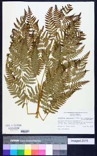 Pteridium aquilinum var. latiusculum image