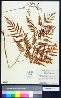 Pteridium aquilinum subsp. pseudocaudatum image