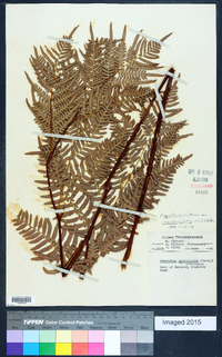 Pteridium aquilinum subsp. pseudocaudatum image