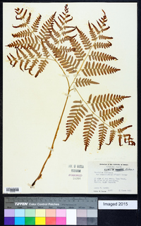 Pteridium aquilinum subsp. pseudocaudatum image