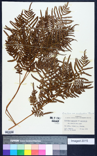 Pteridium aquilinum subsp. pseudocaudatum image