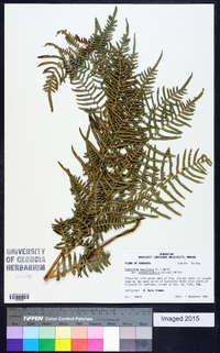 Pteridium aquilinum subsp. pseudocaudatum image