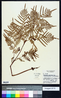 Pteridium aquilinum subsp. pseudocaudatum image