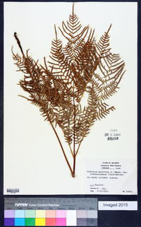 Pteridium aquilinum subsp. pseudocaudatum image