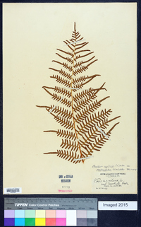 Pteridium aquilinum subsp. pseudocaudatum image