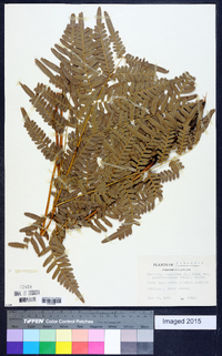 Pteridium aquilinum subsp. pseudocaudatum image