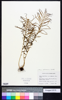 Pteris bahamensis image