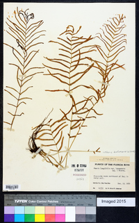 Pteris bahamensis image