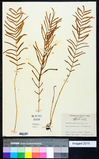 Pteris bahamensis image