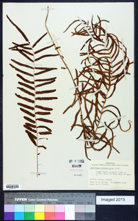 Pteris bahamensis image