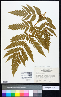 Pteris berteroana image