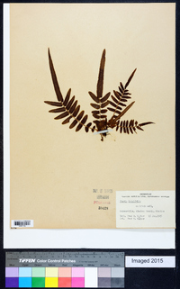 Pteris longifolia image