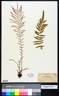 Pteris longifolia image