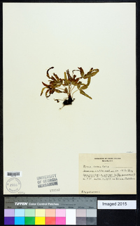 Pteris serrulata image