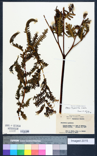 Pteris tripartita image