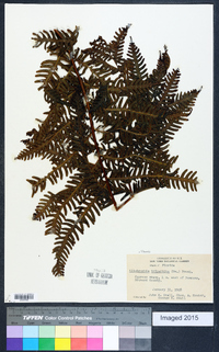 Pteris tripartita image