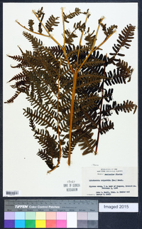 Pteris tripartita image