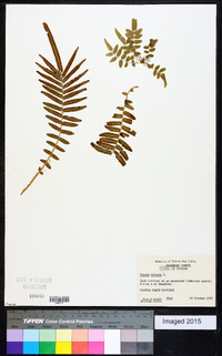 Pteris vittata image