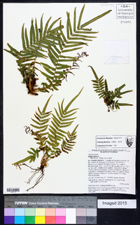 Pteris vittata image