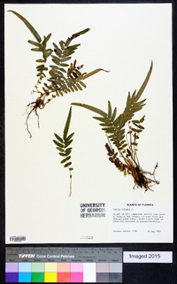 Pteris vittata image