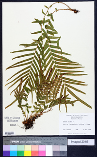 Pteris vittata image