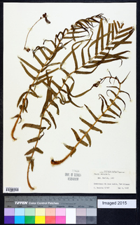 Pteris vittata image