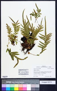 Pteris vittata image