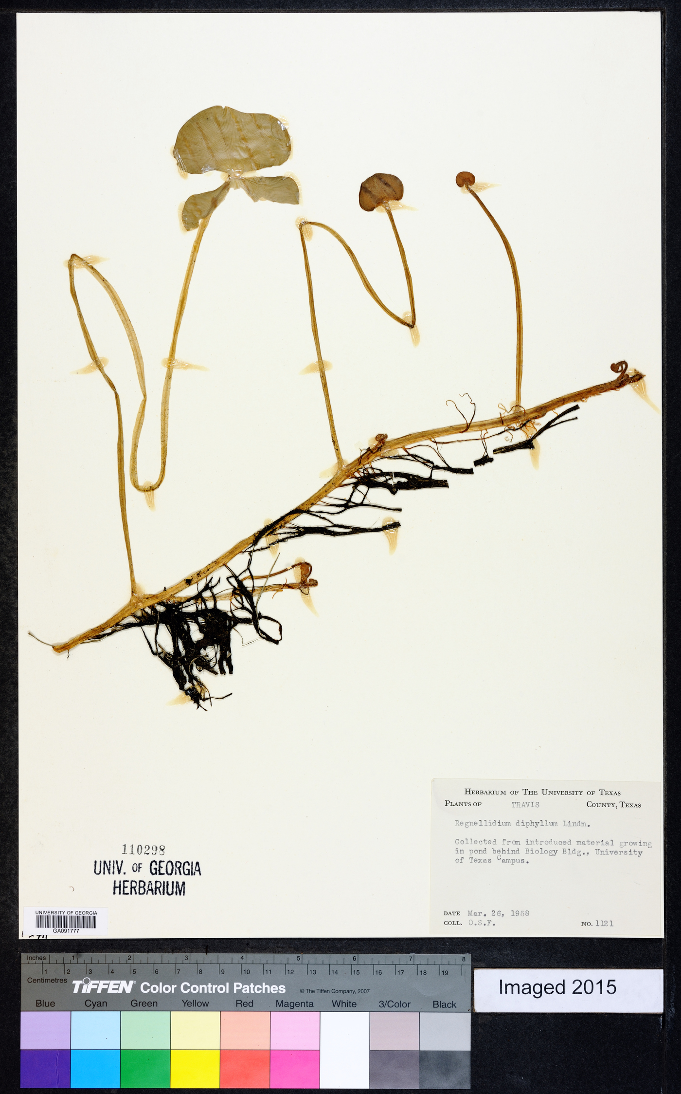 Regnellidium diphyllum image