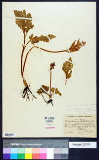 Sceptridium multifidum image