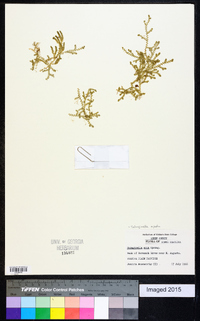 Selaginella apoda image