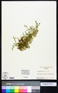 Selaginella apoda image