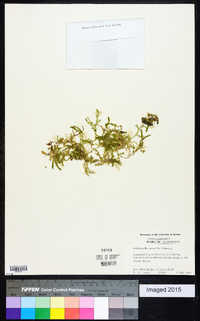 Selaginella apoda image