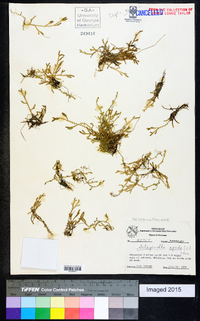 Selaginella apoda image