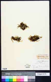 Selaginella apoda image