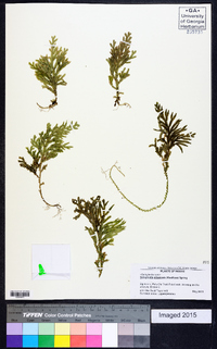 Selaginella arbuscula image